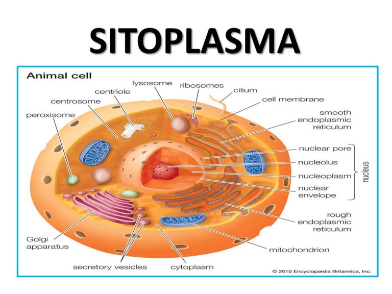 Komponen Struktur Sel Eukariotik Pengertian Membran Plasma Sitoplasma