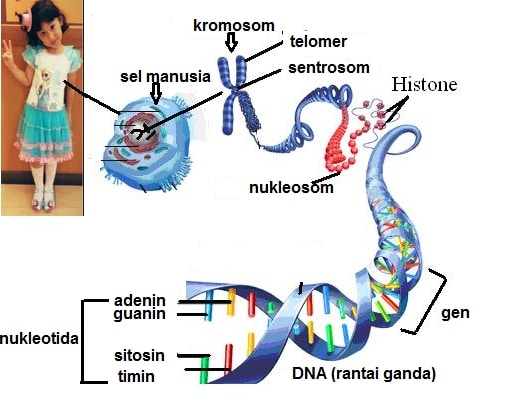 Struktur Kromosom Pengertian Beserta Jenis Kromosom Dan Karyotype
