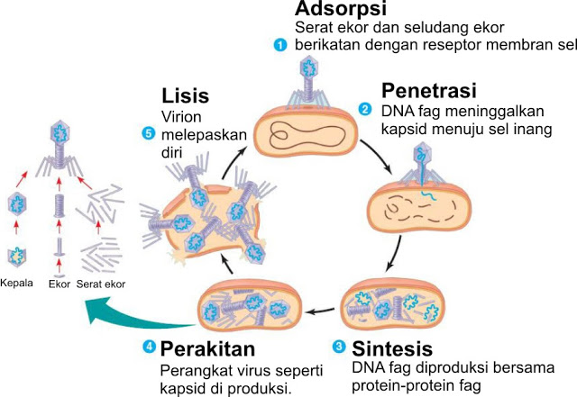 Pengertian Dan Penjelasan Lengkap Replikasi Virus Pelajaran Sekolah 7151