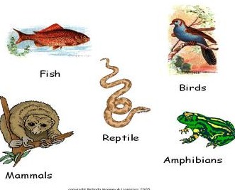 Keunikan dari hewan jenis reptilia adalah memiliki katup pada saluran