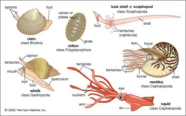 Ciri-Ciri, Klasifikasi Dan Pengelompokkan Mollusca - KangBro.com