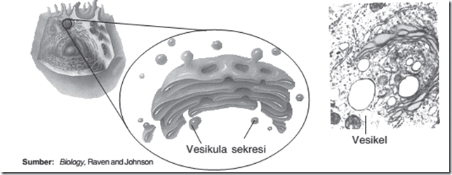 Komponen Struktur Sel Eukariotik: Pengertian Membran Plasma; Sitoplasma