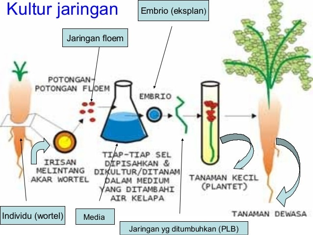 Teknik Kultur Tumbuhan Tahapan Kelebihan Dan Kekurangan Kultur Jaringan Lengkap Pelajaran 