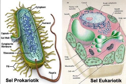 Makhluk hidup yang tersusun atas sel prokariotik adalah