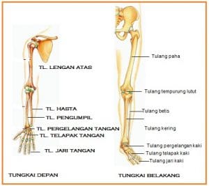 Tulang pergelangan tangan tulang pergelangan kaki dan ruas-ruas tulang belakang berdasarkan bentukny