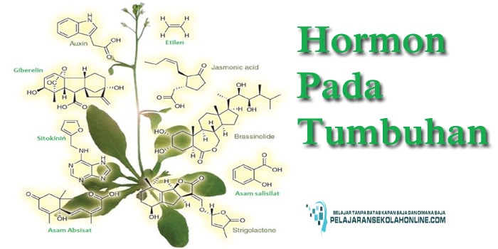 16 Jenis Hormon Pada Tumbuhan Dan Fungsinya Terlengkap