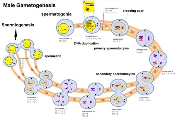 Pengertian Spermatogenesis, Fungsi, Faktor dan Proses-Proses