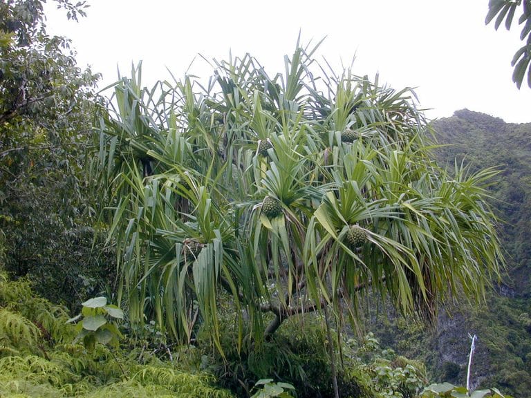 Tumbuhan Pandan Monokotil