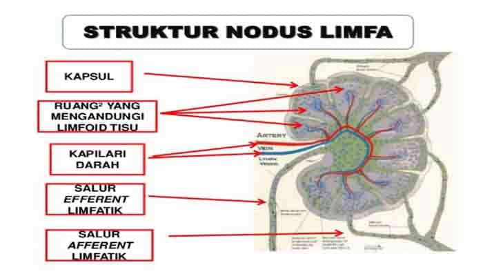 Pengertian Nodus Limfa Fungsi Struktur Anatomi Dan Bagian Nodus Limfa