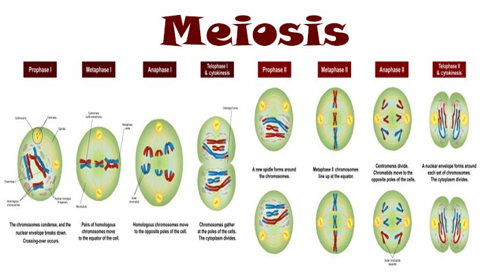 Urutan yang benar dari proses profase 1 meiosis