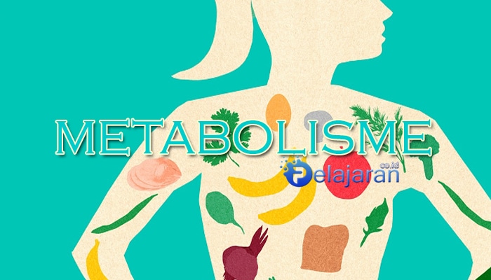Pengertian Metabolisme Tujuan Fungsi Proses Jenis Dan Cara