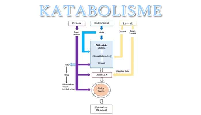 Katabolisme Pengertian Jenis Proses Katabolisme Dan Contohnya