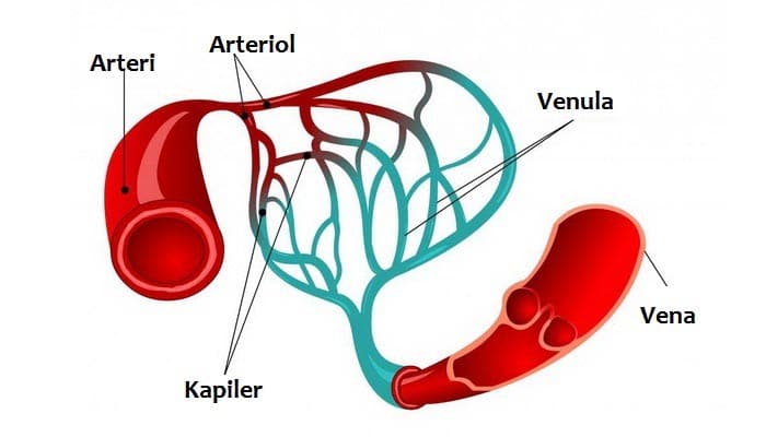 Pembuluh Darah Arteri Vena Fungsi Macam Ciri Anatomi